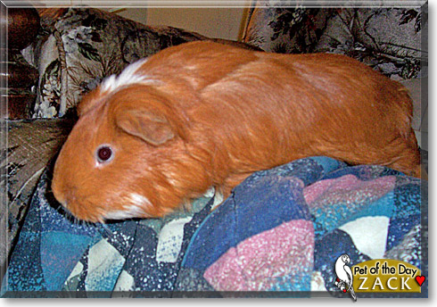 Zack, the Pet of the Day