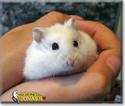 Jonas II, the Pet of the Day