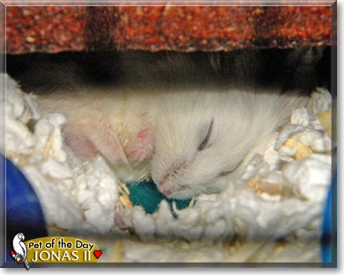 Jonas II, the Pet of the Day