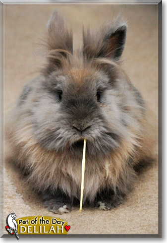 Delilah, the Pet of the Day