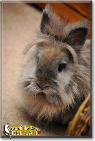 Delilah, the Pet of the Day