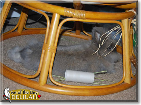 Delilah, the Pet of the Day