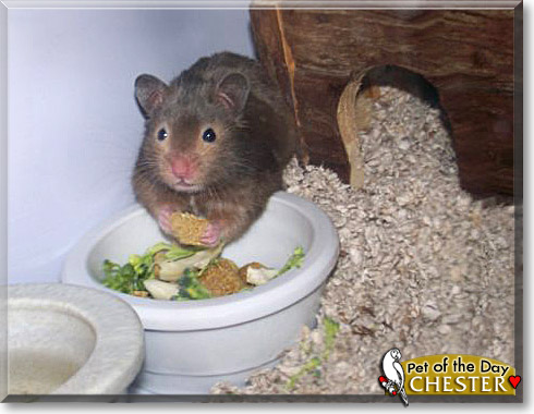 Chester, the Pet of the Day
