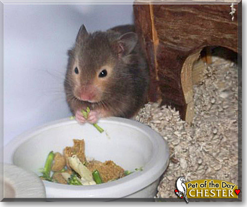 Chester, the Pet of the Day
