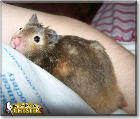 Chester, the Pet of the Day