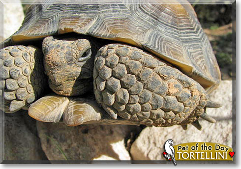 Tortellini, the Pet of the Day