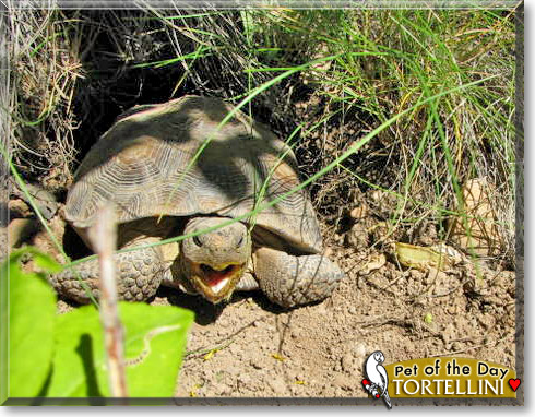 Tortellini, the Pet of the Day