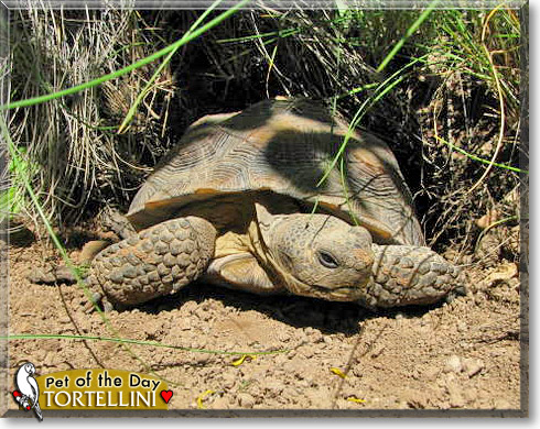 Tortellini, the Pet of the Day
