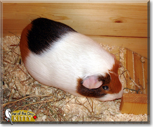Kitty, the Pet of the Day