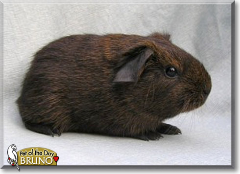 Bruno, the Pet of the Day
