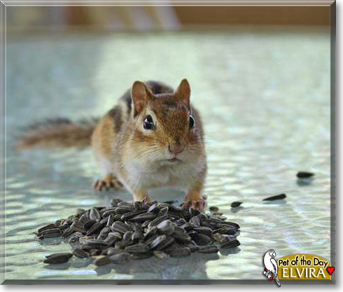 Elvira, the Pet of the Day