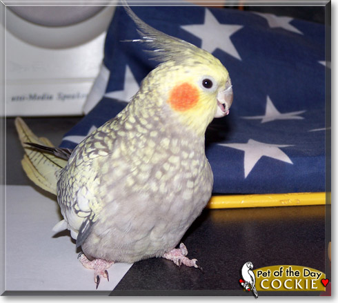 Cockie, the Pet of the Day