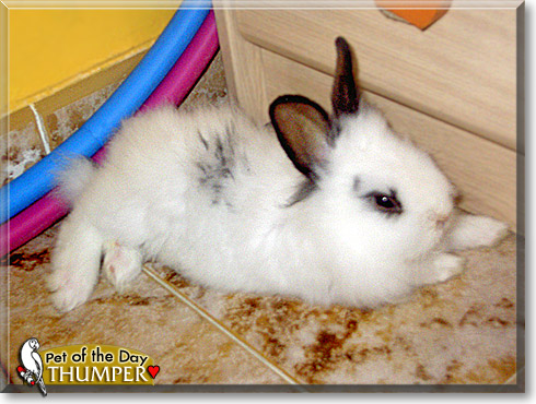 Thumper, the Pet of the Day