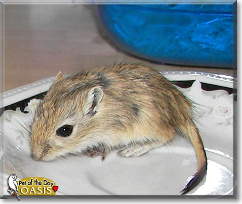 Oasis, the Pet of the Day