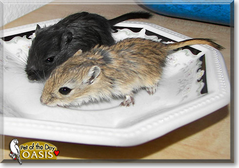 Oasis, the Pet of the Day