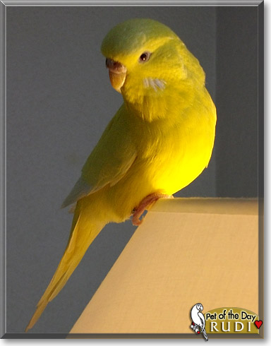 Rudi, the Pet of the Day