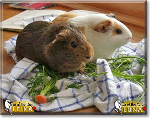 Leika, Luna, the Pet of the Day