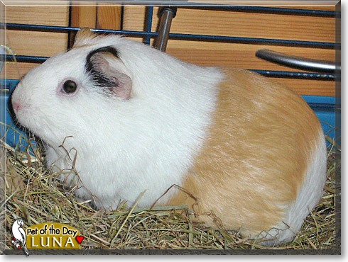 Leika, Luna, the Pet of the Day