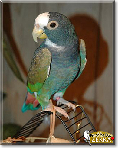 Zekka, the Pet of the Day