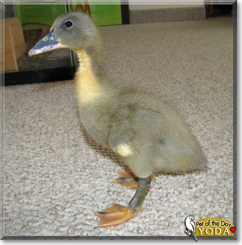 Yoda, the Pet of the Day