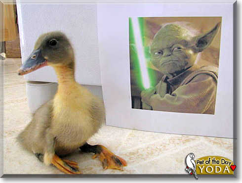 Yoda, the Pet of the Day