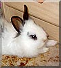Thumper