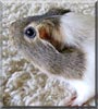 Fritzi