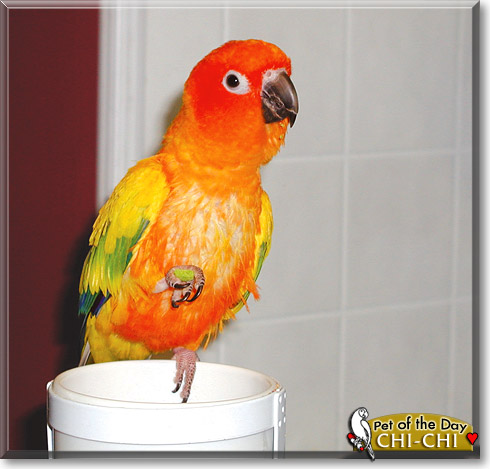 Chi-Chi, the Pet of the Day