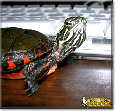Doogy, the Pet of the Day