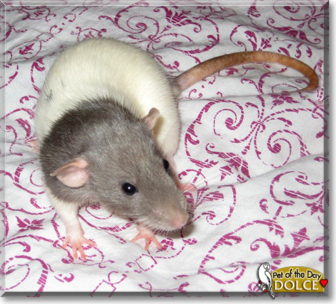 Dolce, the Pet of the Day