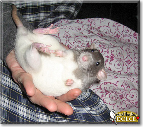 Dolce, the Pet of the Day