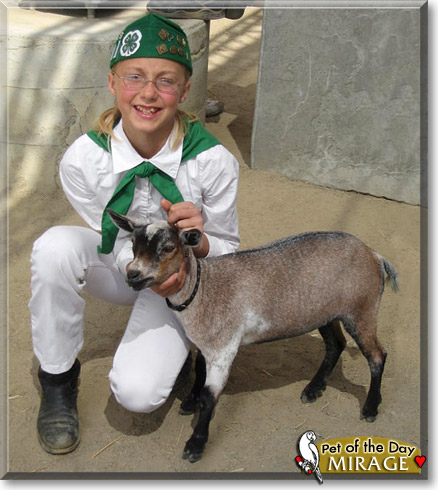 Mirage, the Pet of the Day