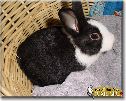 Tuxie Girl, the Pet of the Day Tuxie Girl, the Pet of the Day