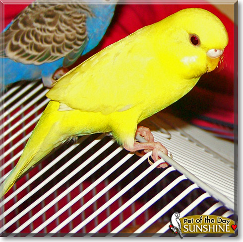 Sunshine, the Pet of the Day Sunshine, the Pet of the Day