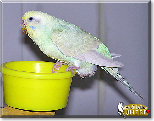 Jheri, the Pet of the Day Jheri, the Pet of the Day