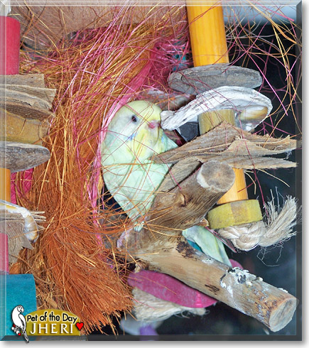Jheri, the Pet of the Day Jheri, the Pet of the Day