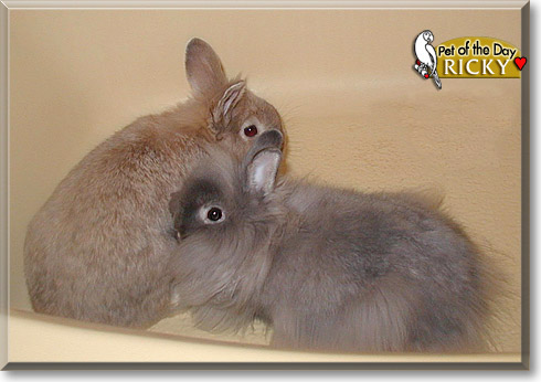 Ricky, the Pet of the Day Ricky, the Pet of the Day