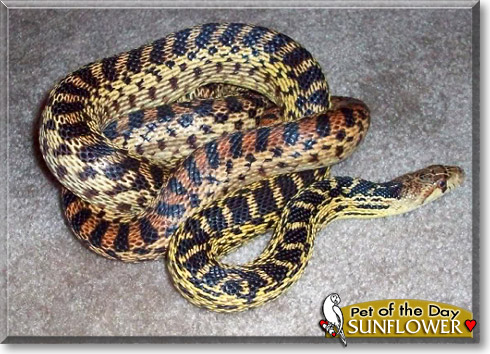 Sunflower, the Pet of the Day Sunflower, the Pet of the Day