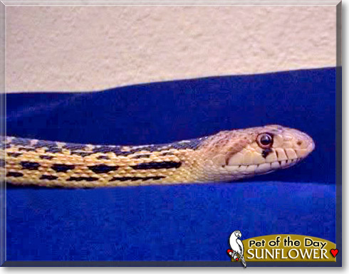 Sunflower, the Pet of the Day Sunflower, the Pet of the Day
