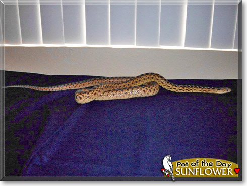Sunflower, the Pet of the Day Sunflower, the Pet of the Day