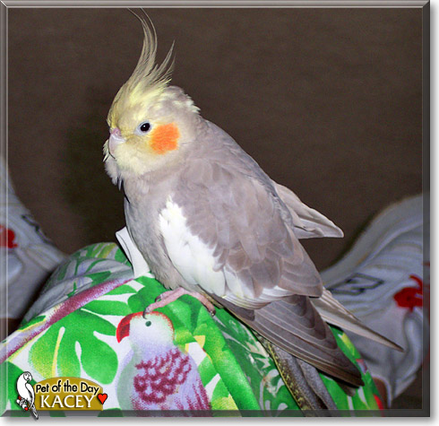 Kacey, the Pet of the Day Kacey, the Pet of the Day