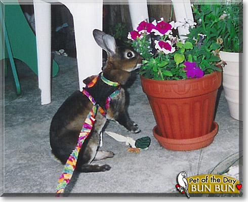 Bun Bun, the Pet of the Day