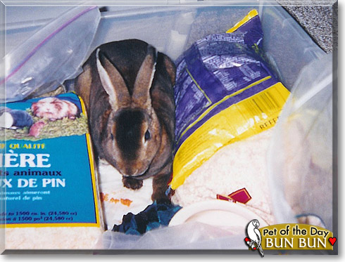 Bun Bun, the Pet of the Day