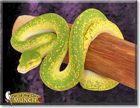Munch, the Pet of the Day