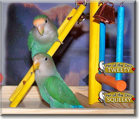 Tweety, Squeeky, the Pet of the Day Tweety, Squeeky, the Pet of the Day