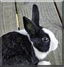 Tuxie Girl
