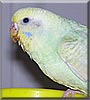 Jheri