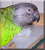 Sweetpepper