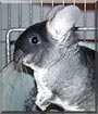 Zavia