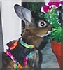 Bun Bun